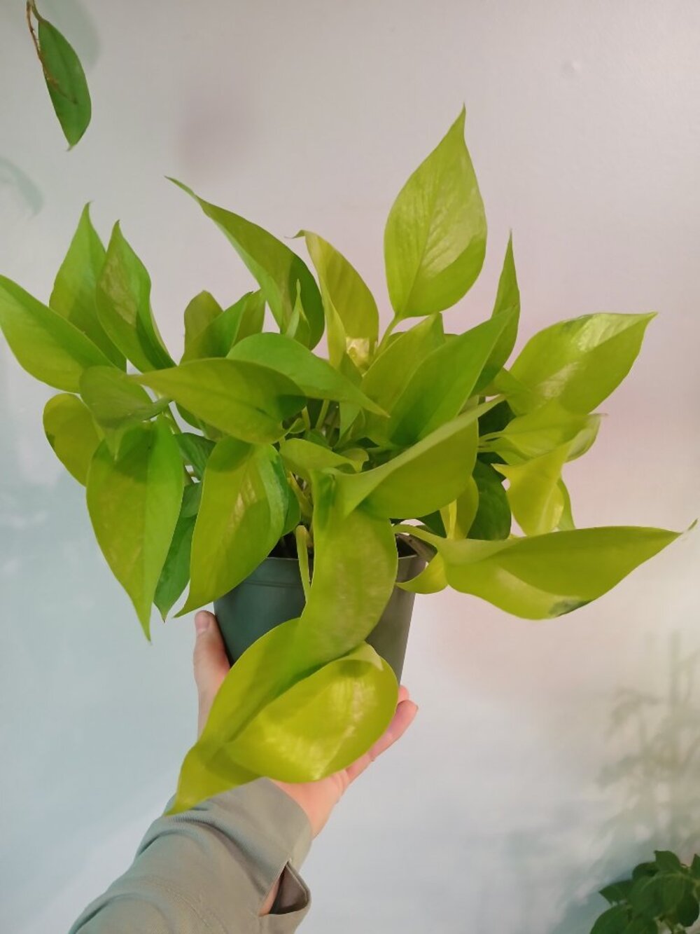 Neon Pothos - Picture 2 of 5